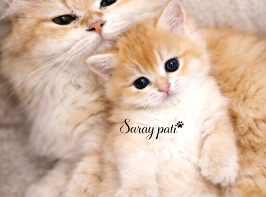British Shorthair Golden Ny12 görsel