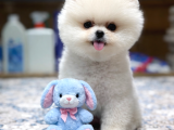 Oyuncak Ayı Gibi Pomeranian Boo