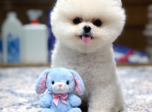 Oyuncak Ayı Gibi Pomeranian Boo