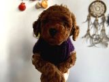 Red Toy Poodle Yavrum Ailesine Gitmeyi Bekliyor
