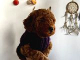 Red toy poodle yavrum Ailesine gitmeyi bekliyor