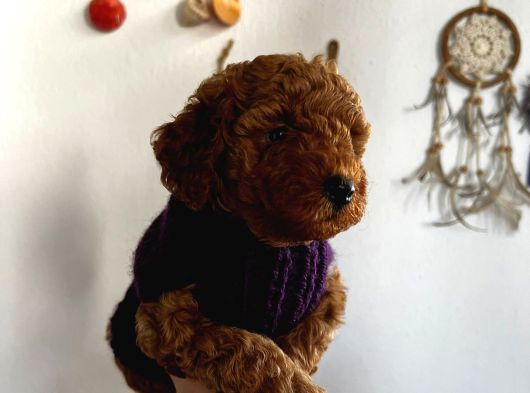 Red Toy Poodle Yavrum Ailesine Gitmeyi Bekliyor