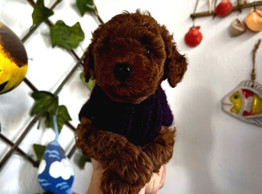 Red Toy Poodle Yavrum Ailesine Gitmeyi Bekliyor görsel