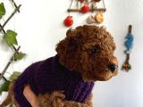 Red Toy Poodle Yavrum Ailesine Gitmeyi Bekliyor