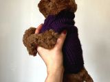 Red Toy Poodle Yavrum Ailesine Gitmeyi Bekliyor