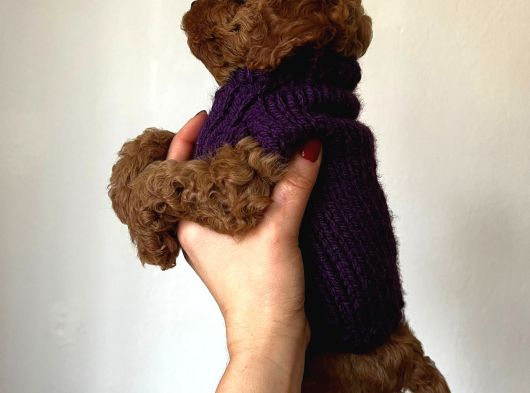 Red Toy Poodle Yavrum Ailesine Gitmeyi Bekliyor görsel
