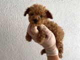 En mini boy toy poodle bebeklerim