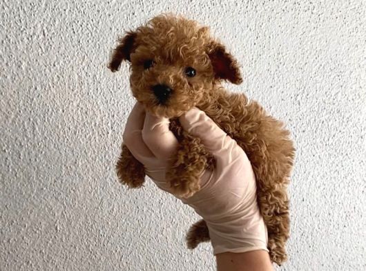En Mini Boy Toy Poodle Bebeklerim