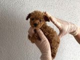 En Mini Boy Toy Poodle Bebeklerim