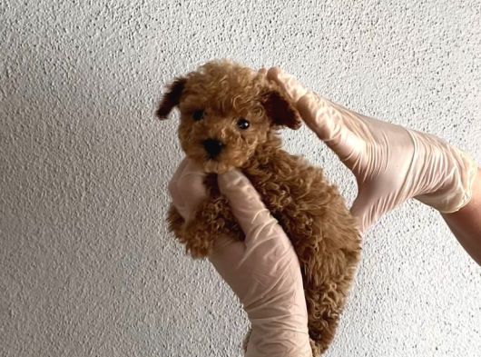 En Mini Boy Toy Poodle Bebeklerim görsel