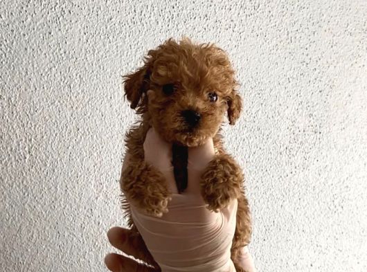 En Mini Boy Toy Poodle Bebeklerim görsel