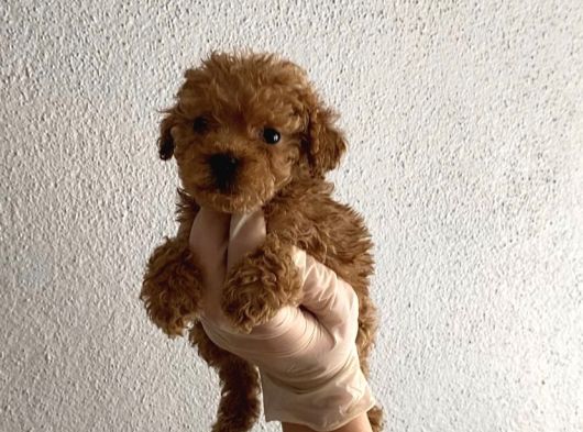 En Mini Boy Toy Poodle Bebeklerim görsel