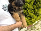 Düşük bel alman çoban köpeklerim