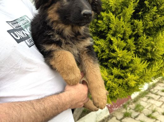 Düşük Bel Alman Çoban Köpeklerim