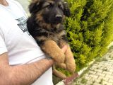 Irkın en iyisi düşük bel alman çoban köpeklerim