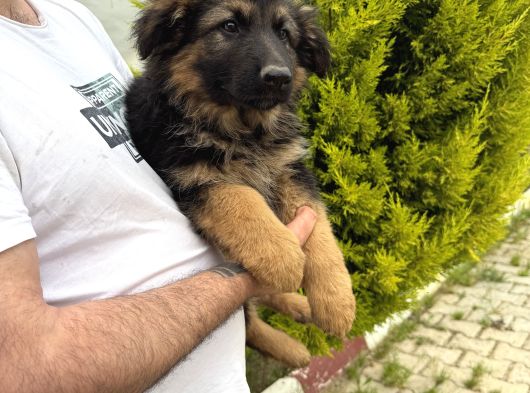Irkın En Iyisi Düşük Bel Alman Çoban Köpeklerim
