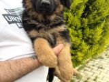 Irkın En Iyisi Düşük Bel Alman Çoban Köpeklerim