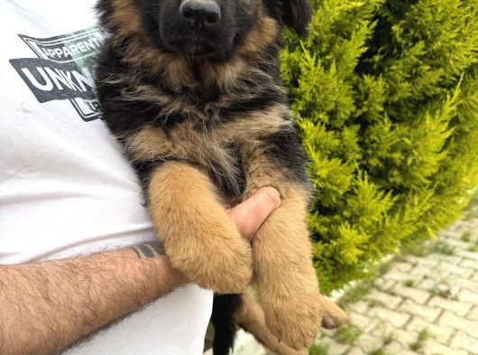 Irkın En Iyisi Düşük Bel Alman Çoban Köpeklerim görsel