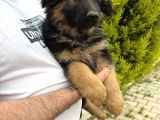 Irkın En Iyisi Düşük Bel Alman Çoban Köpeklerim