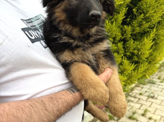Irkın En Iyisi Düşük Bel Alman Çoban Köpeklerim görsel