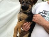 Irkın En Iyisi Düşük Bel Alman Çoban Köpeklerim