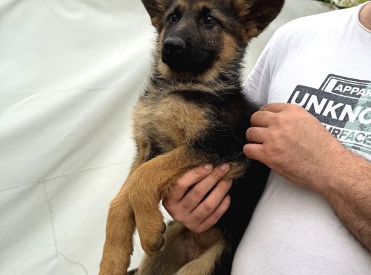 Irkın En Iyisi Düşük Bel Alman Çoban Köpeklerim görsel