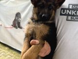 Irkın En Iyisi Düşük Bel Alman Çoban Köpeklerim