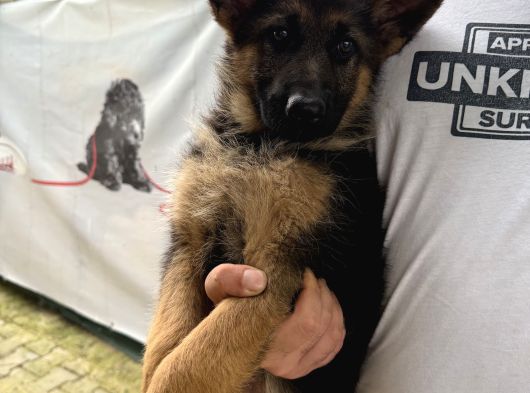 Irkın En Iyisi Düşük Bel Alman Çoban Köpeklerim görsel