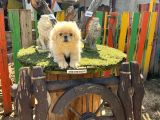İmperial Pekines Yavrumuz