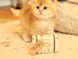 Veteri̇ner Kli̇ni̇ği̇nde Tesli̇m Gold Bebekler