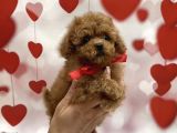 Show Kalite Toy Poodle Yavrular