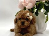 Show Kalite Toy Poodle Yavrular