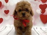 Show kalite toy poodle yavrular