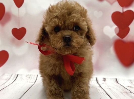 Show kalite toy poodle yavrular