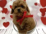 Show Kalite Toy Poodle Yavrular