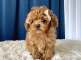 Show Kalite Toy Poodle Yavrular