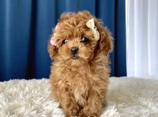 Show Kalite Toy Poodle Yavrular görsel