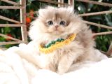 Safkan Pofuduk British Longhair Ay11 Erkek