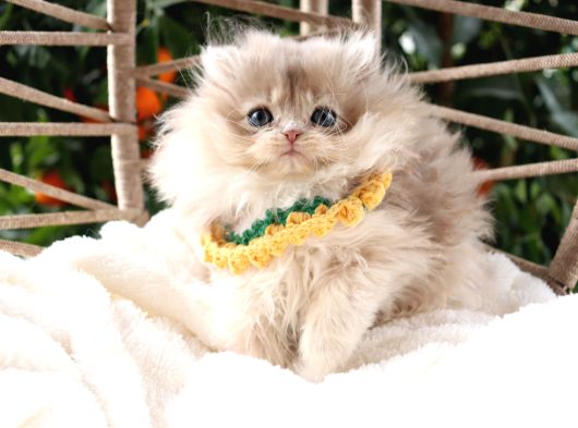 Safkan Pofuduk British Longhair Ay11 Erkek görsel