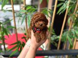Orjinal Poodle Yavrumuz