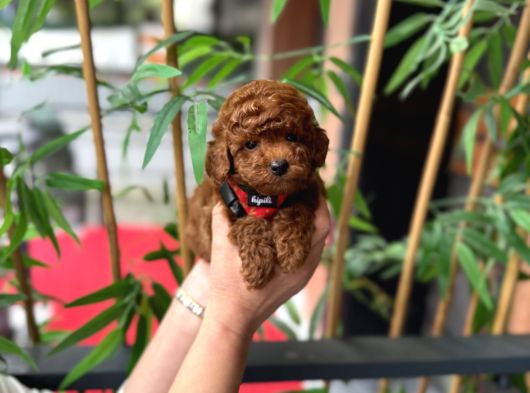 Orjinal Poodle Yavrumuz görsel