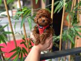 Orjinal poodle Yavrumuz