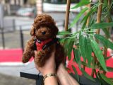 Orjinal Poodle Yavrumuz