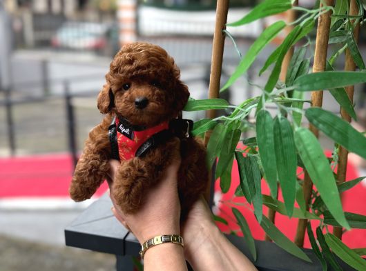 Orjinal Poodle Yavrumuz görsel