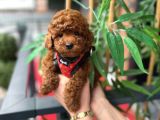 Orjinal Poodle Yavrumuz