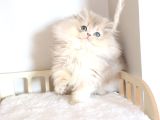Safkan Pofuduk British Longhair Ay11 Erkek