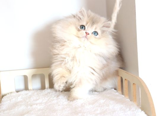 Safkan Pofuduk British Longhair Ay11 Erkek görsel