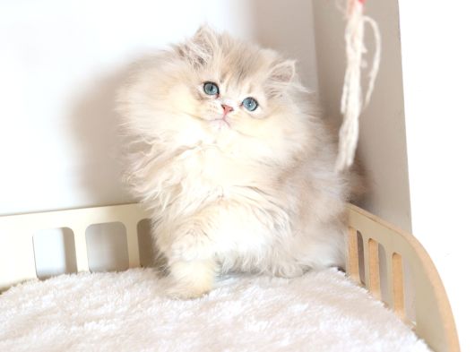 Safkan Pofuduk British Longhair Ay11 Erkek görsel