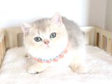 SAFKAN TEDDY SURAT BRİTİSH SHORTHAİR
