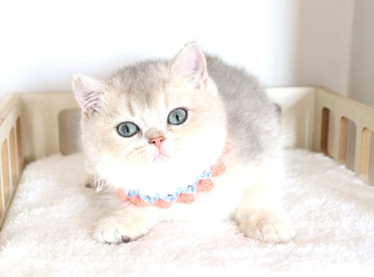 Safkan Teddy Surat Bri̇ti̇sh Shorthai̇r